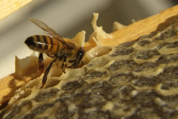 Las abejas en una colmena —  Fotos de Stock