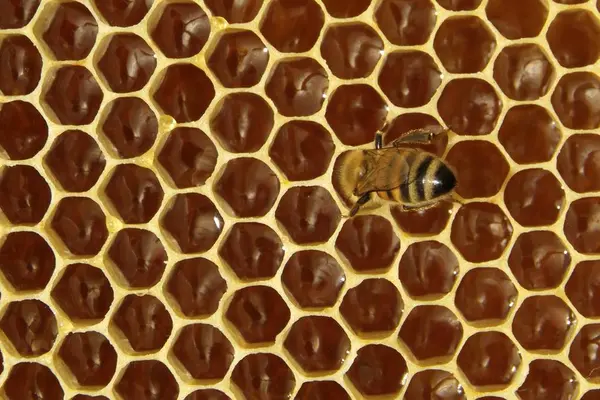 Bina i en bikupa — Stockfoto
