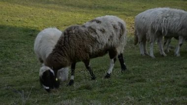 Avrupa'da tarım alanlarının bir alanda otlayan koyun sürüsü.