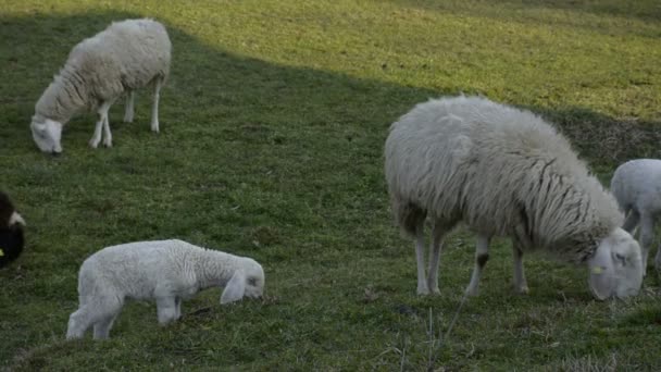 Gregge di ovini al pascolo in un campo di terreni agricoli in Europa . — Video Stock