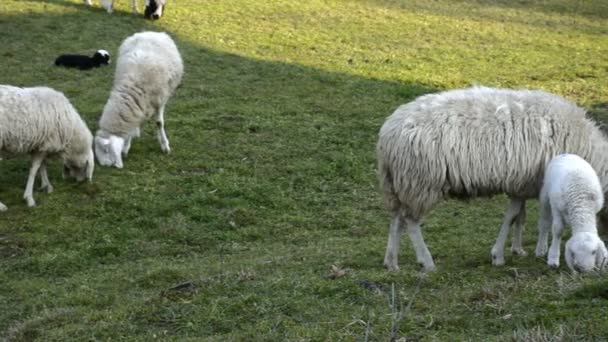 Κοπάδι πρόβατα που βόσκουν σε ένα πεδίο του καλλιεργήσιμου εδάφους στην Ευρώπη. — Αρχείο Βίντεο