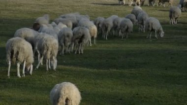 Avrupa'da tarım alanlarının bir alanda otlayan koyun sürüsü.