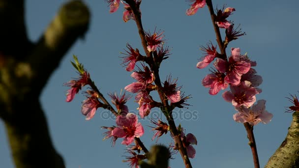 Őszibarack színes virág, kék égbolt előtt — Stock videók