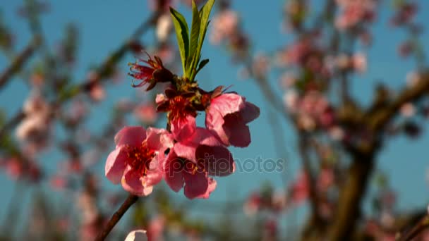 Персиковий барвистий цвіт перед блакитним небом — стокове відео