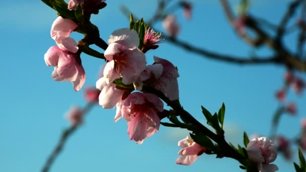 Őszibarack színes virág, kék égbolt előtt — Stock videók