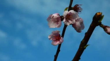 Mavi gökyüzü önünde şeftali renkli çiçeği