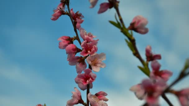 Melocotón colorido rosa flor de alta definición de imágenes en resolución FullHD — Vídeos de Stock