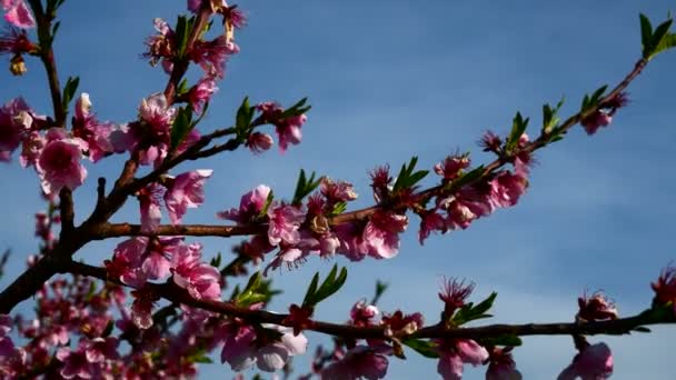 Fullhd 解像度で高精細映像を桃の色鮮やかなピンクの花 — ストック動画