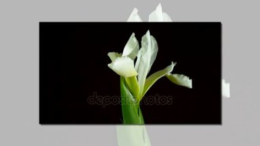 Hızlandırılmış ölüyor ve izole siyah arka plan üzerine beyaz Iris Sanguinea Beyaz Kraliçe çiçek açma