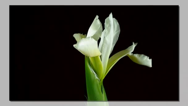 Zeitraffer des Sterbens und Öffnens der weißen Iris sanguinea weiße Königin Blume, isoliert auf schwarzem Hintergrund — Stockvideo