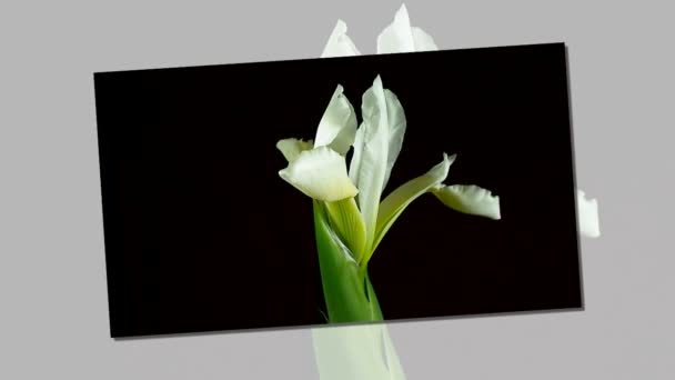 Time-lapse di morire e aprire bianco Iris Sanguinea White Queen fiore, isolato su sfondo nero — Video Stock