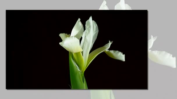 Zeitraffer des Sterbens und Öffnens der weißen Iris sanguinea weiße Königin Blume, isoliert auf schwarzem Hintergrund — Stockvideo