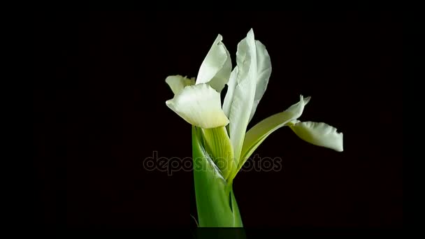 Time-lapse of dying and opening white Iris Sanguinea Fleur de reine blanche, isolée sur fond noir 