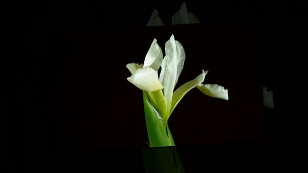 Time-lapse of dying and opening white Iris Sanguinea Flor reina blanca, aislada sobre fondo negro — Vídeos de Stock
