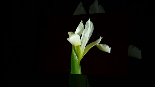Time-lapse of dying and opening white Iris Sanguinea Fleur de reine blanche, isolée sur fond noir 
