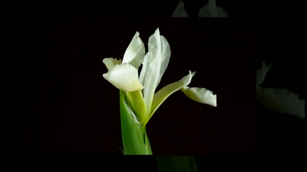 Tempo-lapso de morrer e abrir branco Iris Sanguinea flor Rainha Branca, isolado em fundo preto — Vídeo de Stock