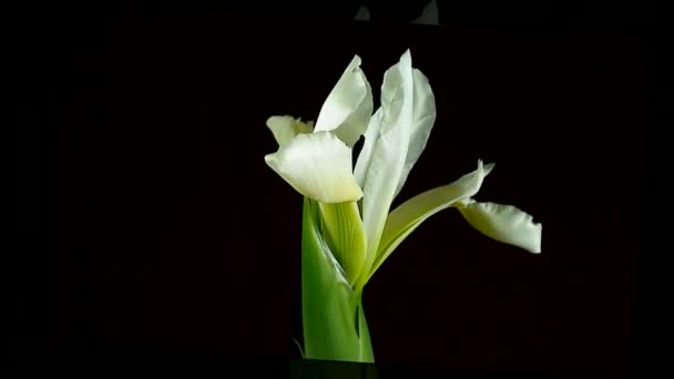 Time-lapse of dying and opening white Iris Sanguinea Fleur de reine blanche, isolée sur fond noir 