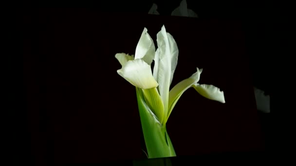 Hızlandırılmış ölüyor ve izole siyah arka plan üzerine beyaz Iris Sanguinea Beyaz Kraliçe çiçek açma — Stok video