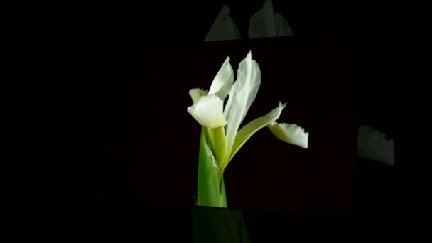 Time-lapse of dying and opening white Iris Sanguinea Fleur de reine blanche, isolée sur fond noir 