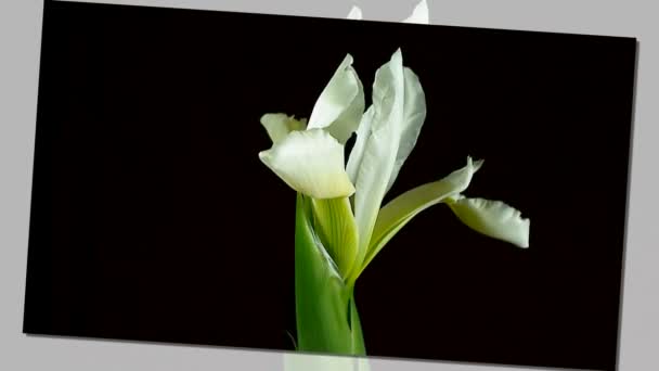 Zeitraffer des Sterbens und Öffnens der weißen Iris sanguinea weiße Königin Blume, isoliert auf schwarzem Hintergrund — Stockvideo