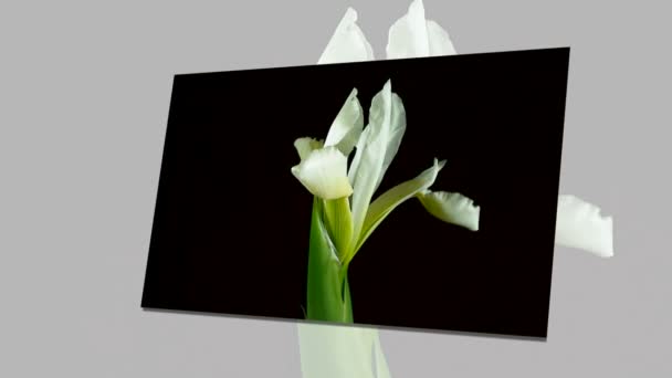 Time-lapse of dying and opening white Iris Sanguinea White Queen flower, isolated on black background — Stock Video