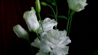 Hızlandırılmış ölüyor ve beyaz Iris Sanguinea beyaz çiçek açma: siyah arka plan üzerine izole