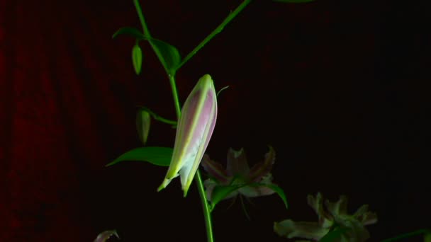 Time-lapse of dying and opening white Iris Sanguinea Flor blanca: aislada sobre fondo negro — Vídeo de stock