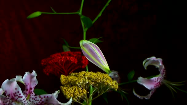 Gyorsított haldoklik, és a fehér írisz Sanguinea fehér virág megnyitása: elszigetelt fekete háttér — Stock videók