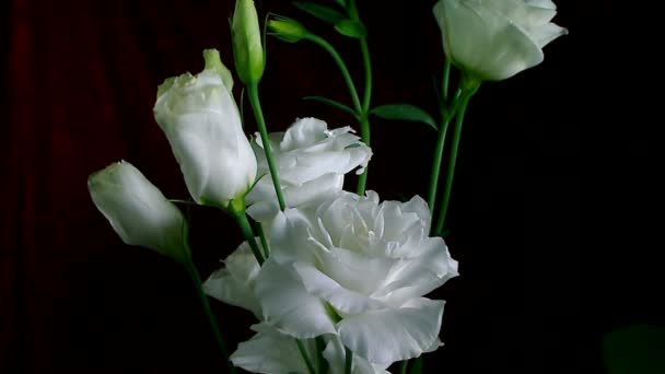 Time-lapse av döende och öppna vit Iris Sanguinea White flower: isolerad på svart bakgrund — Stockvideo