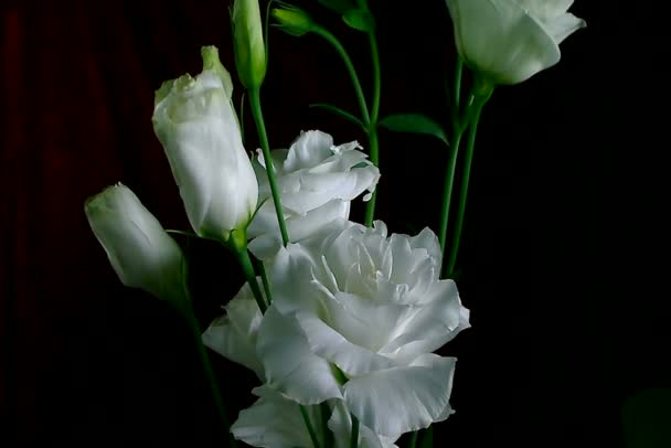 Time-lapse of dying and opening white Iris Sanguinea Fleur blanche : isolée sur fond noir — Video