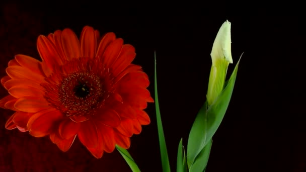 Zeitraffer des Sterbens und Öffnens der weißen Iris sanguinea white flower: isoliert auf schwarzem Hintergrund — Stockvideo
