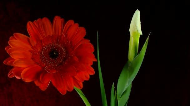 Время смерти и открытия белого цветка Iris Sanguinea White: изолированный на черном фоне — стоковое видео