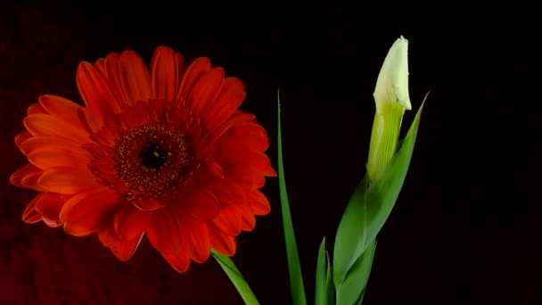 Time-lapse van sterven en witte Iris Sanguinea White bloem te openen: geïsoleerd op zwarte achtergrond — Stockvideo