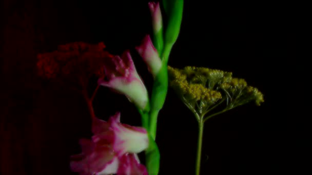 Time-lapse van sterven en witte Iris Sanguinea White bloem te openen: geïsoleerd op zwarte achtergrond — Stockvideo