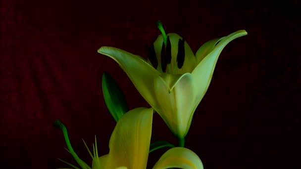 Time-lapse of dying and opening white Iris Sanguinea Flor blanca: aislada sobre fondo negro — Vídeo de stock