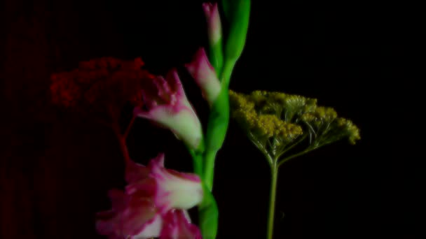 Time-lapse av döende och öppna vit Iris Sanguinea White flower: isolerad på svart bakgrund — Stockvideo