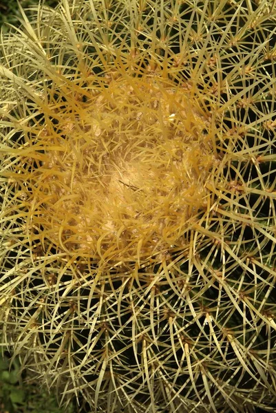 Cactus planterade i en trädgård, — Stockfoto