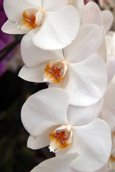Orquídea púrpura, muy hermosa — Foto de Stock