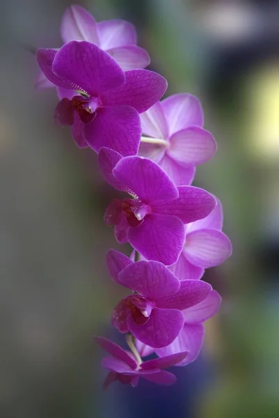 Orquídea púrpura, muy hermosa — Foto de Stock