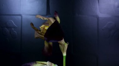 Mor kan Iris (Iris Sanguinea).