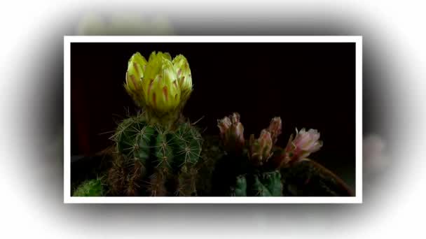 Idő telik el a nyitó és záró kaktusz virág. — Stock videók