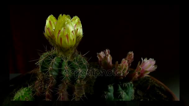 Time-lapse van openen en sluiten van cactus bloemen. — Stockvideo