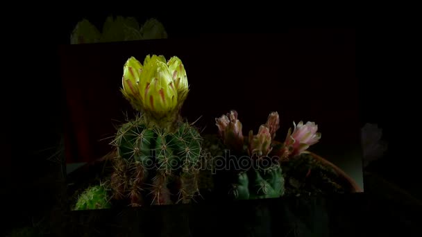 Tempo de abertura e fechamento de flores de cacto . — Vídeo de Stock