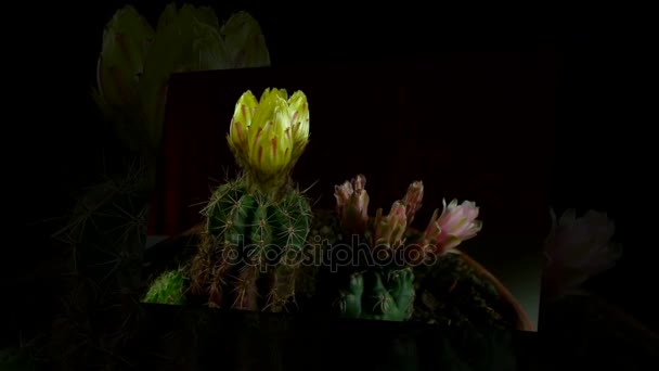 Lasso temporale di apertura e chiusura dei fiori di cactus . — Video Stock