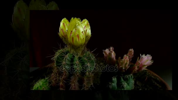 Idő telik el a nyitó és záró kaktusz virág. — Stock videók