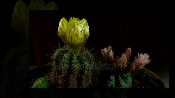 Time lapse of opening and closing cactus flowers. — Stock Video