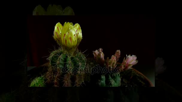 Time-lapse van openen en sluiten van cactus bloemen. — Stockvideo