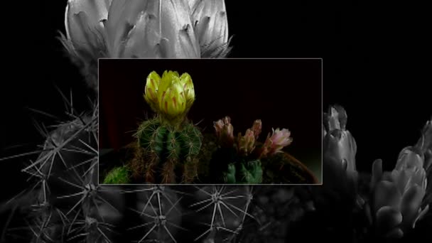 Time-lapse van openen en sluiten van cactus bloemen. — Stockvideo