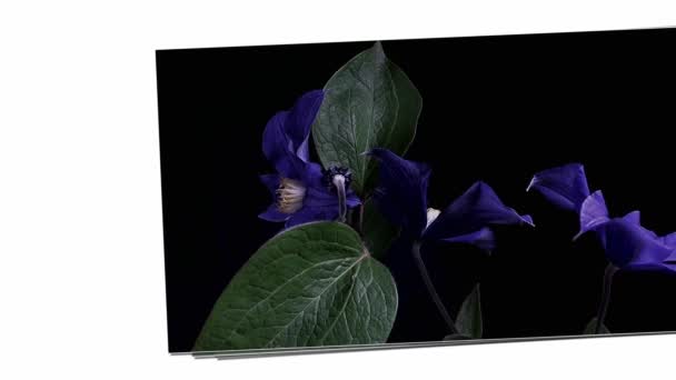 Idő eltelt megnyitásakor elszigetelt fekete háttér sötét kék virágok — Stock videók