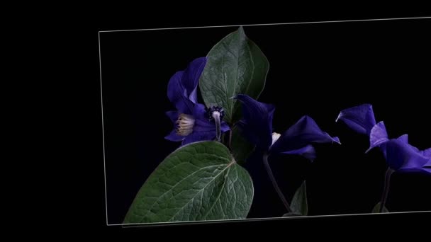 Перетин часу відкриття темно-синіх квітів ізольовано на чорному тлі — стокове відео